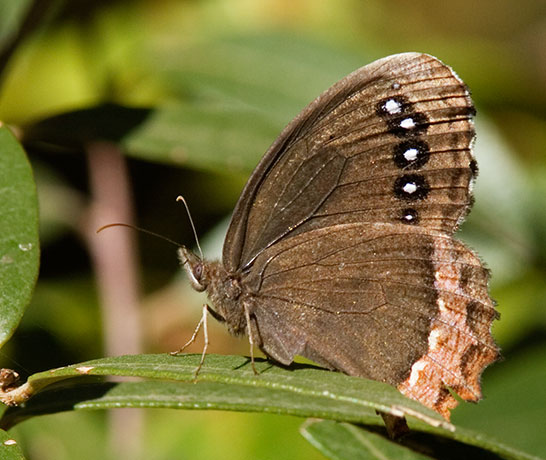 Red-bordered Satyr Gyrocheilus patrobas Butterfly