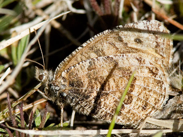 Alberta Arctic Oeneis alberta daura  Butterfly