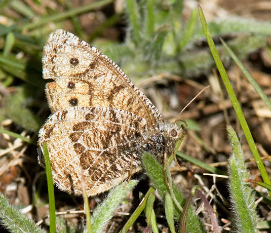 Alberta Arctic Oeneis alberta daura  Butterfly