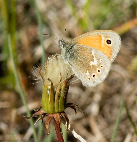Common Ringlet Coenonympha tullia Butterfly