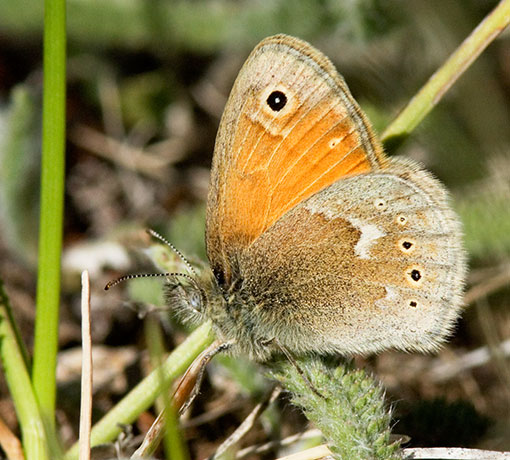 Common Ringlet Coenonympha tullia Butterfly