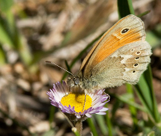 Common Ringlet Coenonympha tullia Butterfly