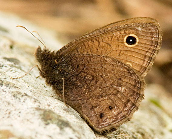 Small Wood-Nymph Cercyonis oetus  Butterfly