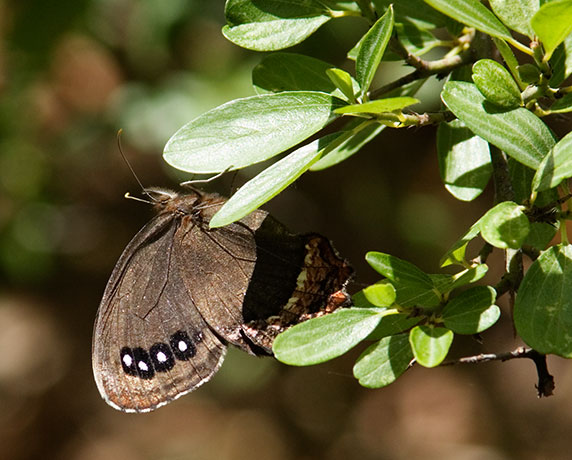 Red-bordered Satyr Gyrocheilus patrobas Butterfly