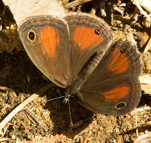 Red Satyr Megisto rubricat  Butterfly