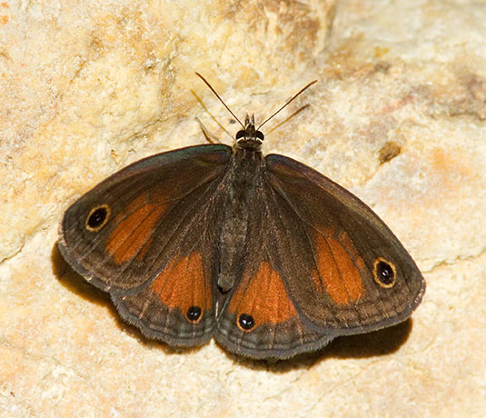 Red Satyr Megisto rubricat  Butterfly
