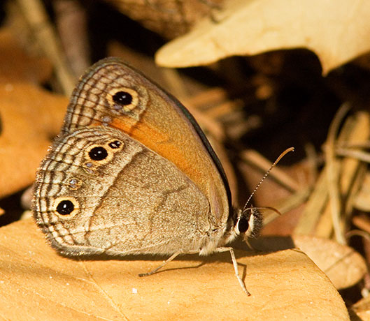 Red Satyr Megisto rubricat  Butterfly