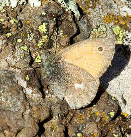 Common Ringlet Coenonympha tullia Butterfly