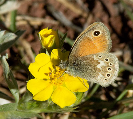 Common Ringlet Coenonympha tullia Butterfly
