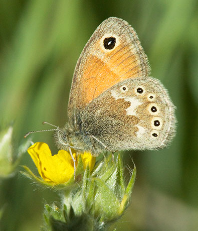 Common Ringlet Coenonympha tullia Butterfly
