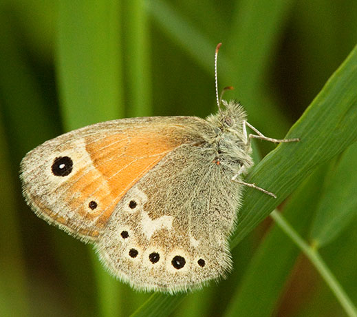 Common Ringlet Coenonympha tullia Butterfly