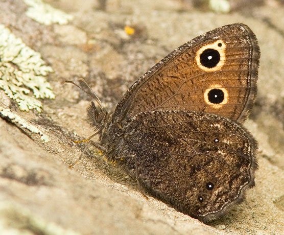 Small Wood-Nymph Cercyonis oetus  Butterfly