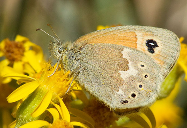 Common Ringlet Coenonympha tullia Butterfly