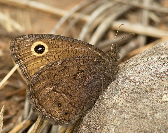 Small Wood-Nymph Cercyonis oetus  Butterfly