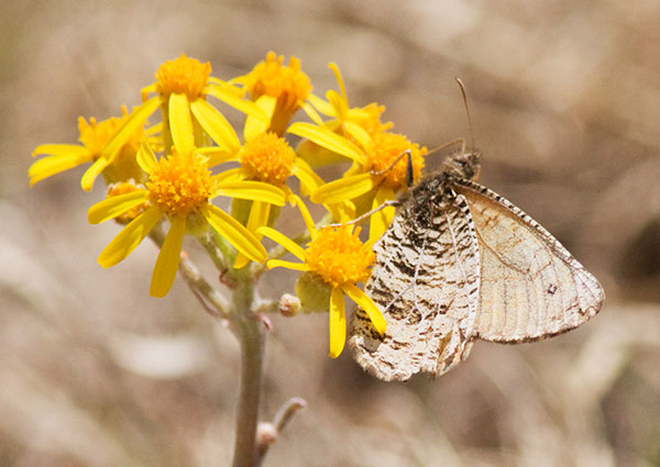 Alberta Arctic Oeneis alberta daura  Butterfly