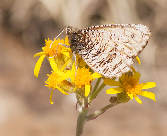 Alberta Arctic Oeneis alberta daura  Butterfly