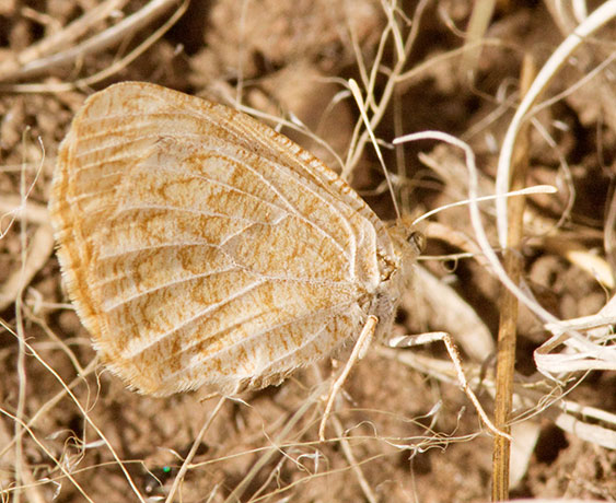 Ridings' Satyr Neominois ridingsii Butterfly