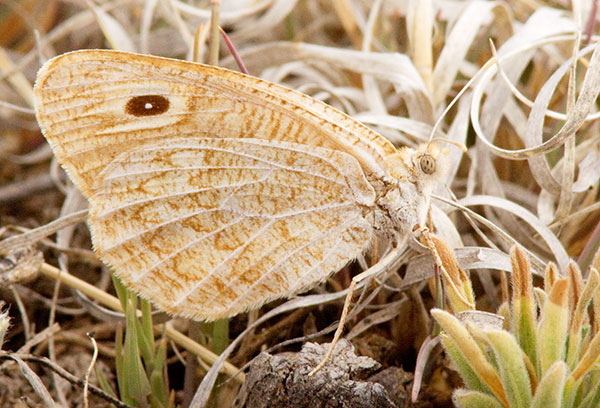 Ridings' Satyr Neominois ridingsii Butterfly