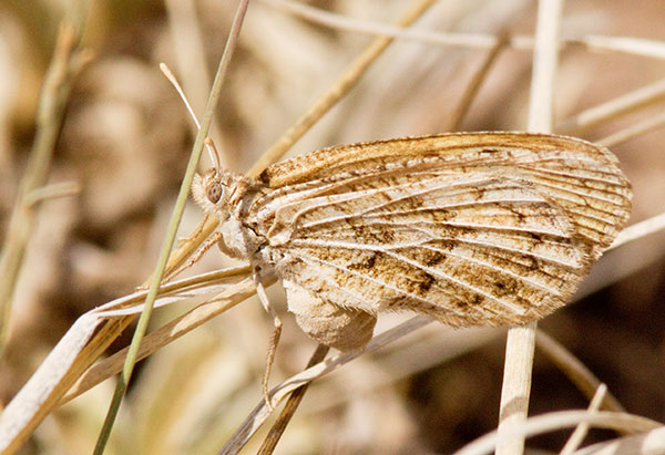 Ridings' Satyr Neominois ridingsii Butterfly