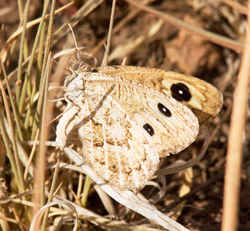 Ridings' Satyr Neominois ridingsii Butterfly