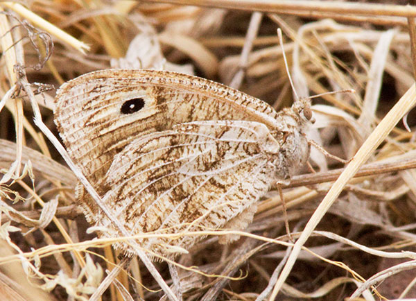 Ridings' Satyr Neominois ridingsii Butterfly