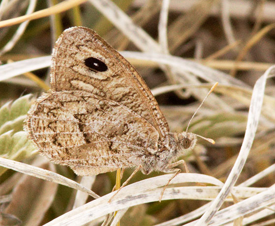 Ridings' Satyr Neominois ridingsii Butterfly