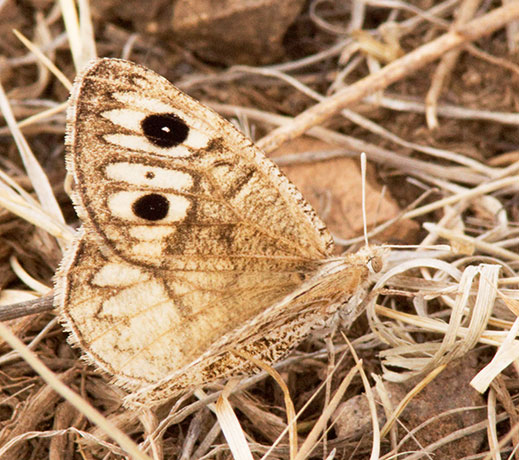 Ridings' Satyr Neominois ridingsii Butterfly