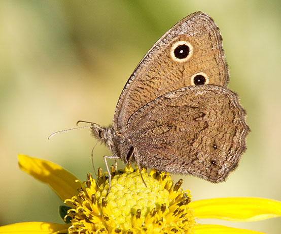 Small Wood-Nymph Cercyonis oetus  Butterfly
