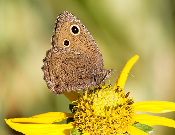 Small Wood-Nymph Cercyonis oetus  Butterfly