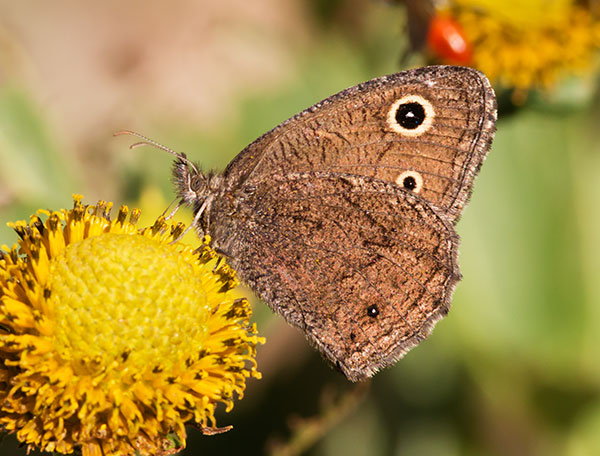 Small Wood-Nymph Cercyonis oetus  Butterfly