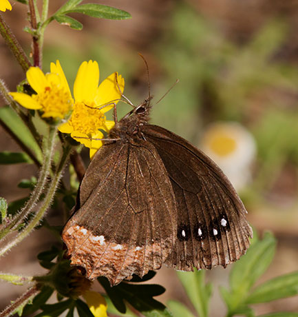 Red-bordered Satyr Gyrocheilus patrobas Butterfly