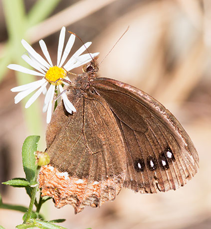 Red-bordered Satyr Gyrocheilus patrobas Butterfly