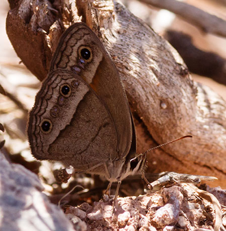 Red Satyr Megisto rubricat  Butterfly