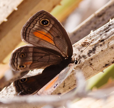 Red Satyr Megisto rubricat  Butterfly