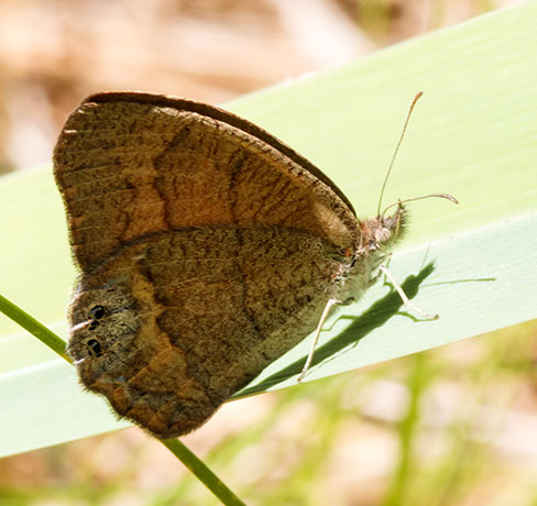 Nabokov's Satyr Cyllopsis pyracmon  Butterfly 