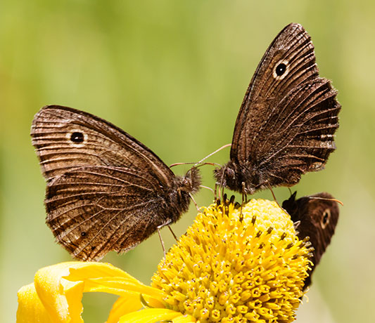 Small Wood-Nymph Cercyonis oetus  Butterfly