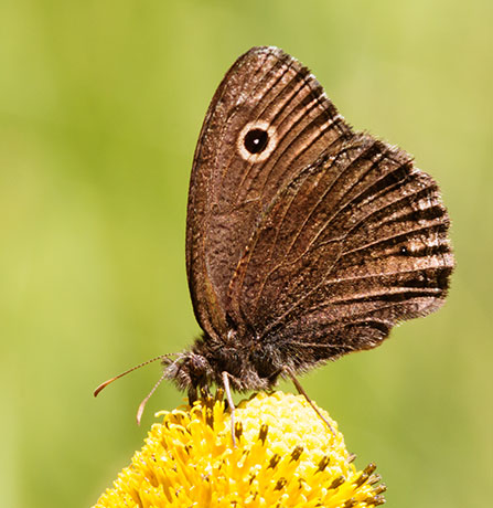 Small Wood-Nymph Cercyonis oetus  Butterfly