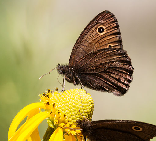 Small Wood-Nymph Cercyonis oetus  Butterfly