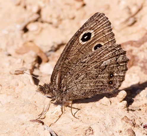 Small Wood-Nymph Cercyonis oetus  Butterfly