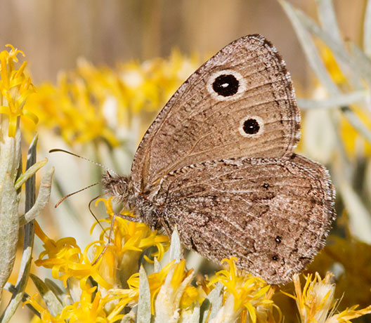 Small Wood-Nymph Cercyonis oetus  Butterfly