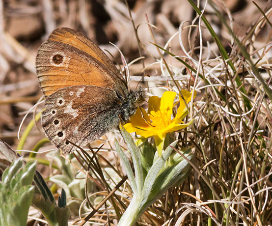 Common Ringlet Coenonympha tullia Butterfly