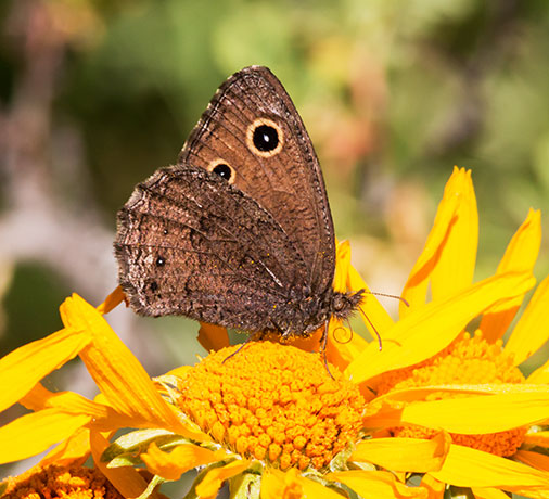 Small Wood-Nymph Cercyonis oetus  Butterfly