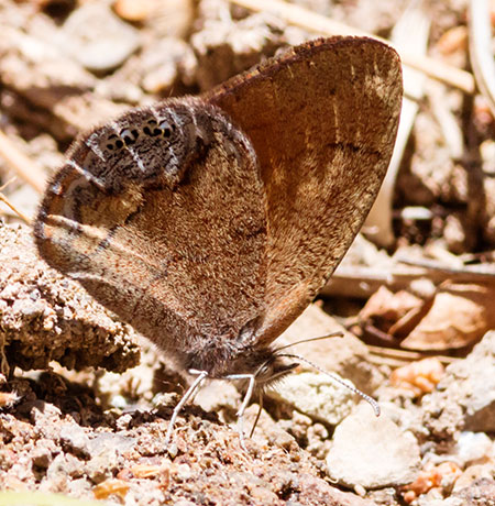 Canyonland Satyr Cyllopsis pertepida  Butterfly 