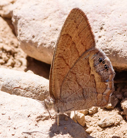 Nabokov's Satyr Cyllopsis pyracmon  Butterfly 