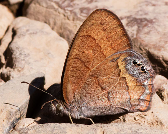 Nabokov's Satyr Cyllopsis pyracmon  Butterfly 