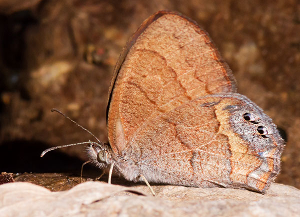 Nabokov's Satyr Cyllopsis pyracmon  Butterfly 