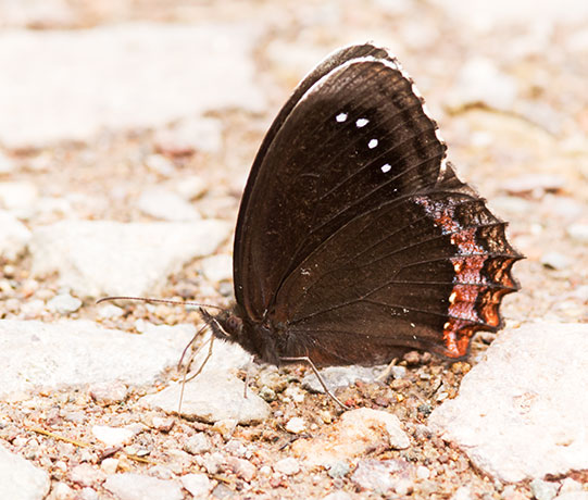 Red-bordered Satyr Gyrocheilus patrobas Butterfly