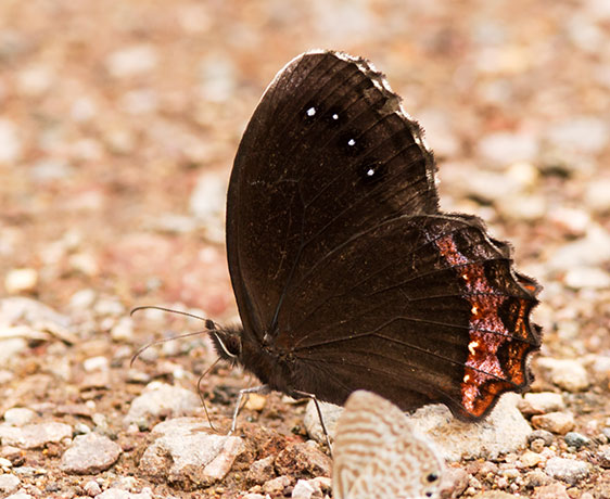 Red-bordered Satyr Gyrocheilus patrobas Butterfly