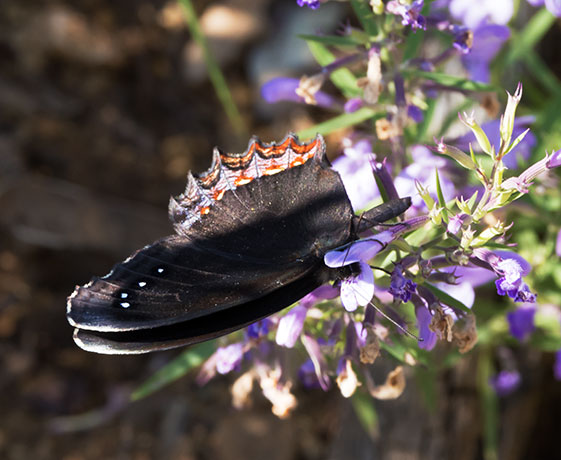 Red-bordered Satyr Gyrocheilus patrobas Butterfly