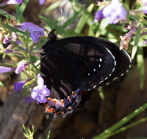 Red-bordered Satyr Gyrocheilus patrobas Butterfly